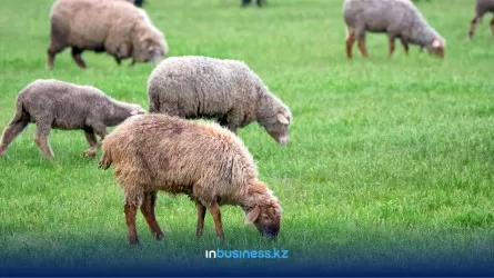 Павлодарда сібір жарасына және құтыруға қарсы вакцинация жүргізілмеген 