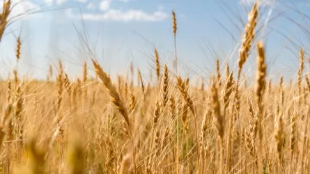 В странах ЕАЭС значительно снизился валовой сбор зерна
