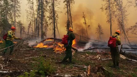 «Сараң екі рет төлейді»: Соңғы екі жылда орман өртінен 182 млрд теңгеге залал келген 