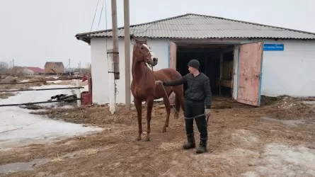 Кустанайской породе лошадей быть: стартовал первый этап по возрождению  