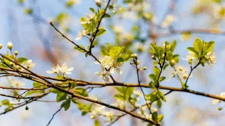 Көктемнің алғашқы күндері шуақты болады