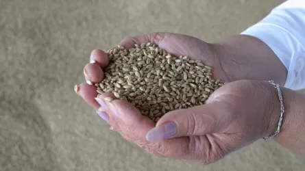 Казахстан планирует ввести запрет на ввоз пшеницы всеми видами транспорта  
