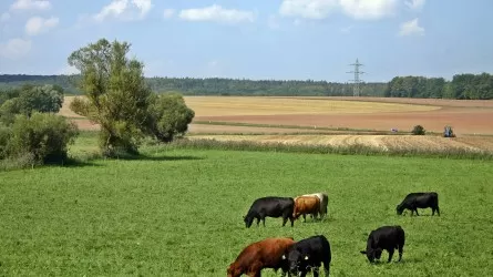 Почему вымирает казахстанское село: одна из причин в наглядной истории фермера 