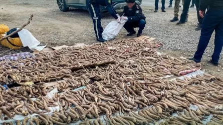 Браконьеров с 1,3 тыс. рогов сайги задержали в Жетысуской области