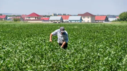 Угроза урожаю: в Казахстане ожидается нашествие вредителей?