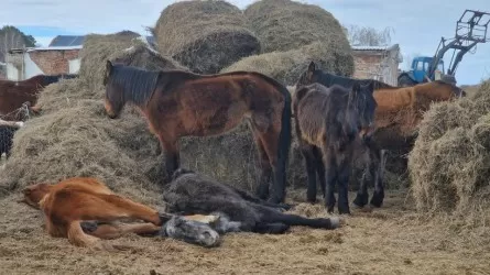 Из 117 павших лошадей в Акмолинской области у 90 до сих пор неизвестны хозяева