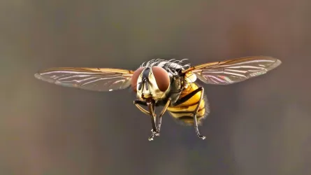 Ученые создали самую совершенную виртуальную муху в мире
