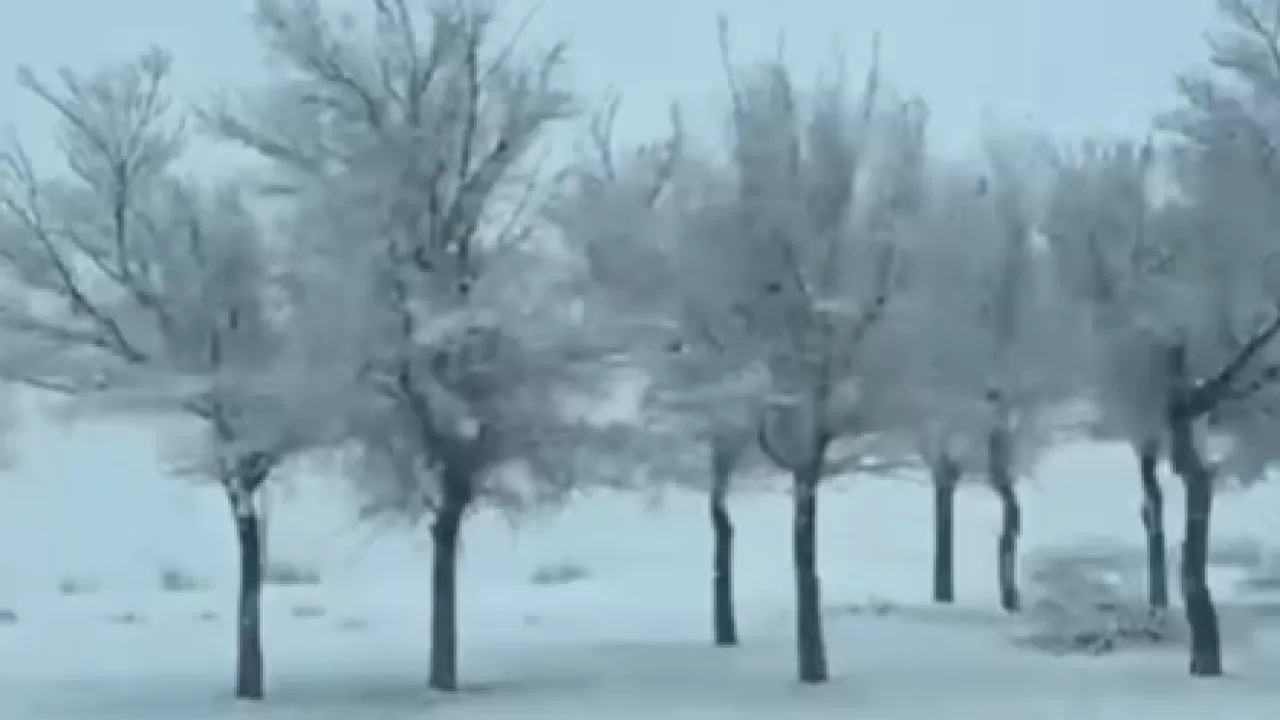 Жамбыл облысының оңтүстігінде қар жауды 