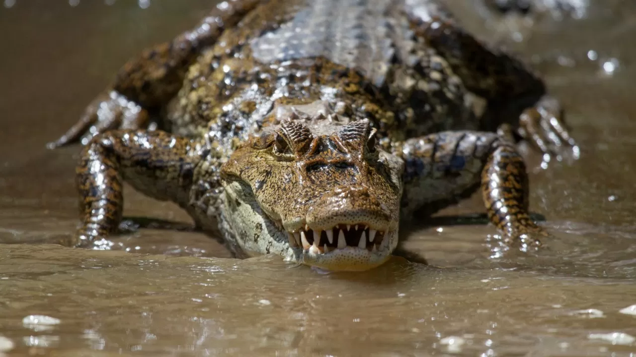 Крокодил растерзал подростка у берегов Австралии