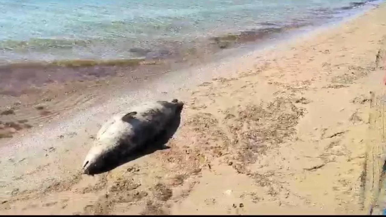 Количество найденных мертвых тюленей на Каспии возросло до 103