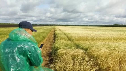 Статистика поможет костанайцам в борьбе с "серым" импортом зерна
