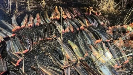 Атырау облысында жарты тоннаға жуық бекіре тәркіленді
