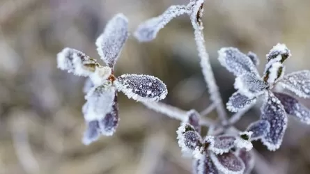 Үсік күтіледі: 14 өңірде ауа райына байланысты ескерту жарияланды