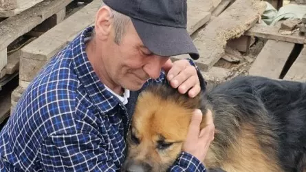 Паводки в Казахстане: трогательную встречу пса и его хозяина сняли на видео
