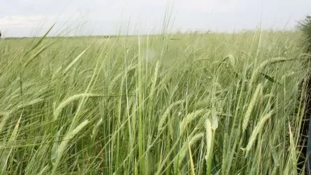 Посевы пшеницы в Костанайской области сократятся минимум на 3%