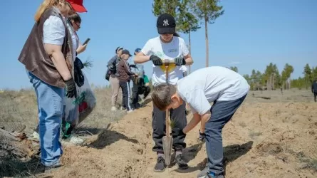 "Таза Қазақстан": массовую акцию высадки саженцев провели в Абайской области 