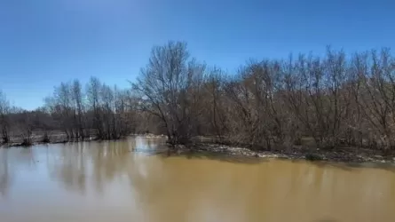 Уровень воды в реке Урал в Атырауской области продолжает расти