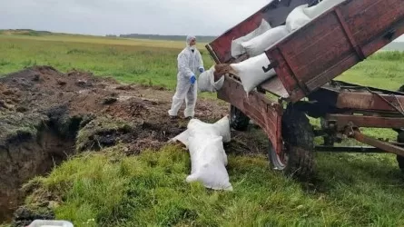 Паводки в Казахстане: сколько скота было утилизировано?