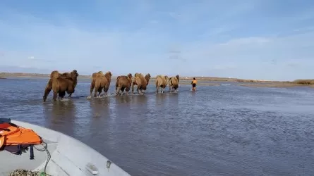 Застрявших в воде верблюдов спасли в Акмолинской области 