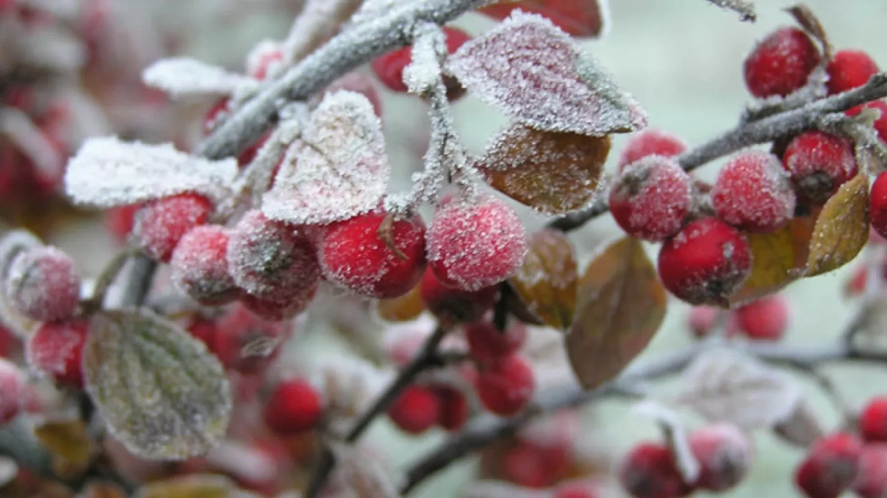 Қазақстанның 6 өңірінде үсік жүреді