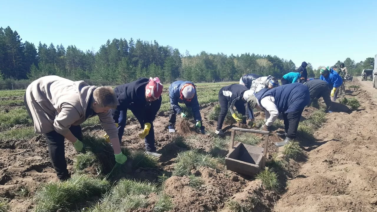 Из-за паводка в Костанайской области посадят меньше леса