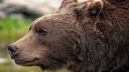 Медведь напал на полицейского в Узбекистане и попал в школу