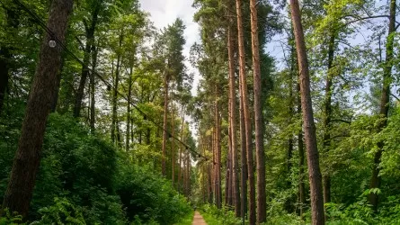 Являются ли лесополосы защитным барьером между казахстанскими предприятиями и жилой зоной?