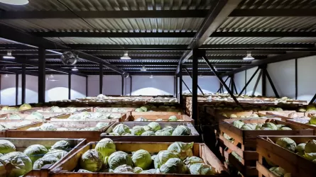 Павлодарские молочники намерены перестроить свои фермы под овощехранилища