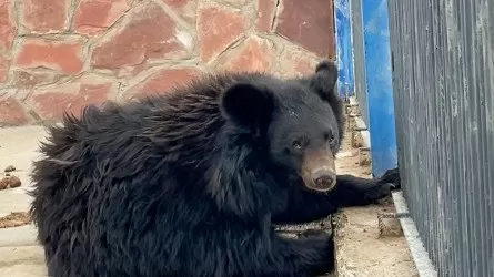 Қарағанды хайуанаттар бағы Гималай аюымен толықты 