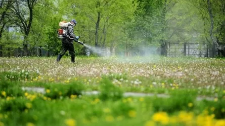 Шыбын-шіркейді улауға 105 млн теңге жұмсалады