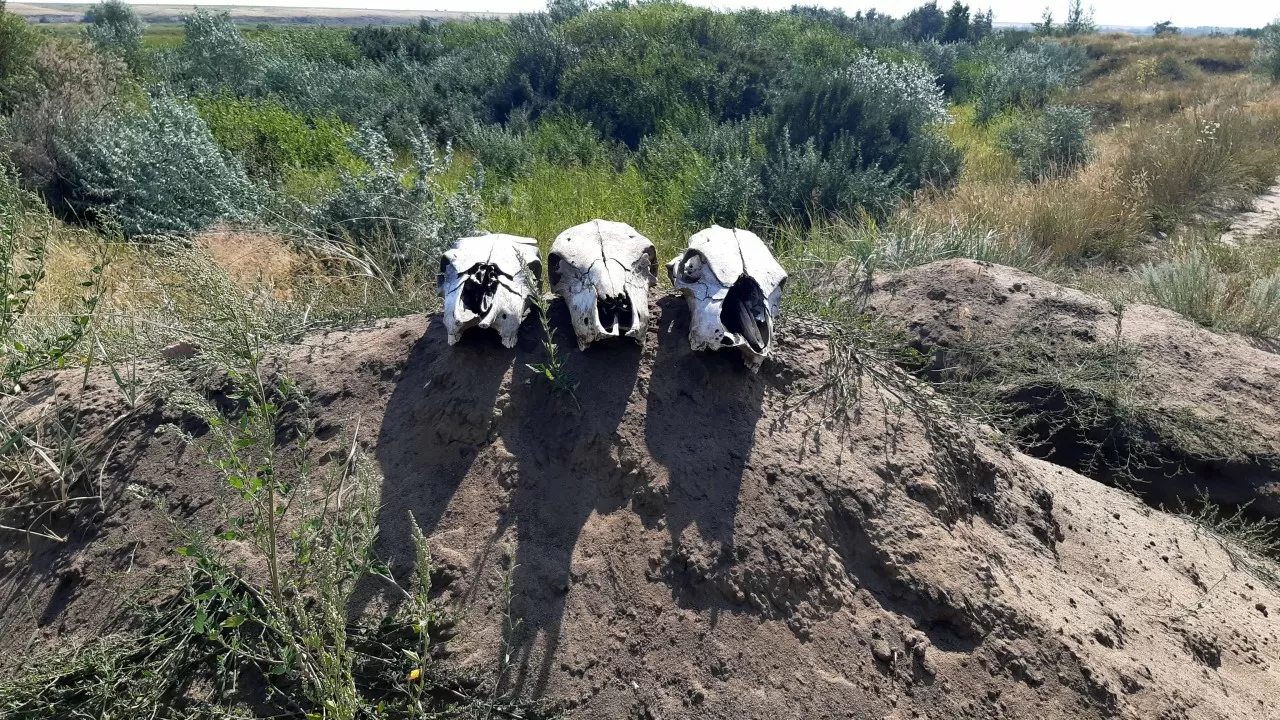 Акимов районов Костанайской области наказали за свалки
