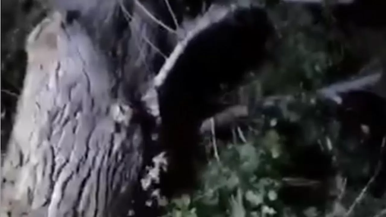 Павлодарда әйел терезеден құлап, ағашқа ілініп қалған