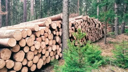 Greenpeace обвиняет IKEA в стремительном разрушении лесных экосистем Румынии 