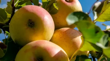 Что нужно обязательно включить в меню в июне