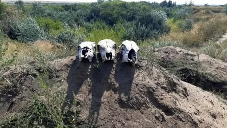 Акимов районов Костанайской области наказали за свалки