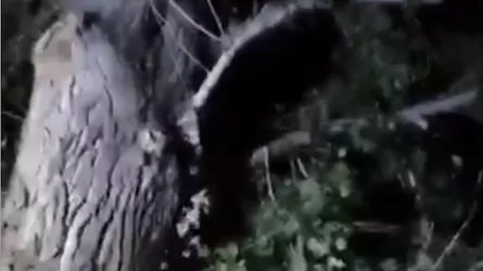 Павлодарда әйел терезеден құлап, ағашқа ілініп қалған