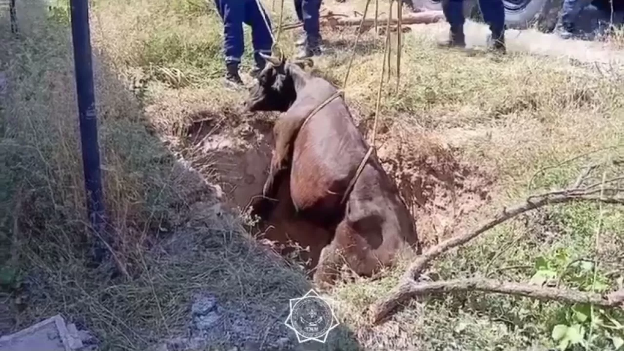 В МЧС поделились кадрами спасения коровы