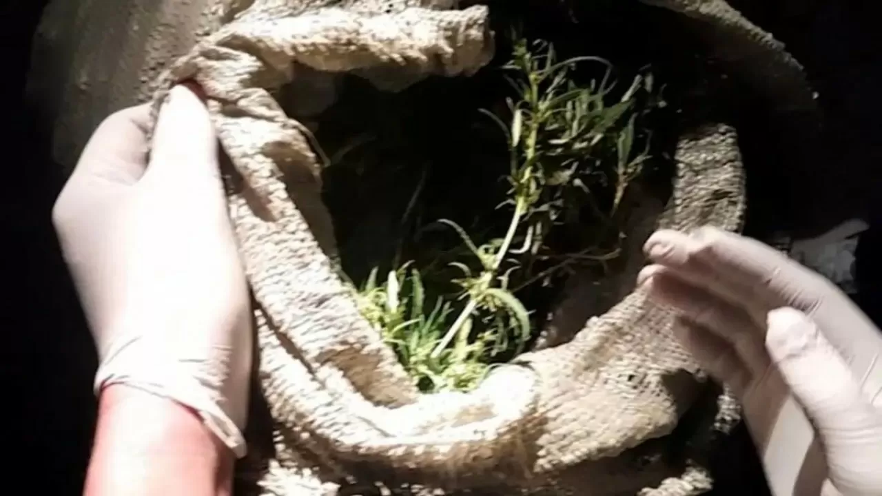 Жамбыл облысында ірі көлемде есірткі тасымалдағандар ұсталды