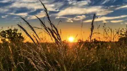 Алдағы күндері 43 градус ыстық болады