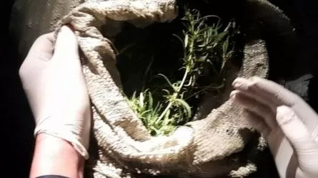 Большой урожай марихуаны везли в багажнике машины в Жамбылской области 