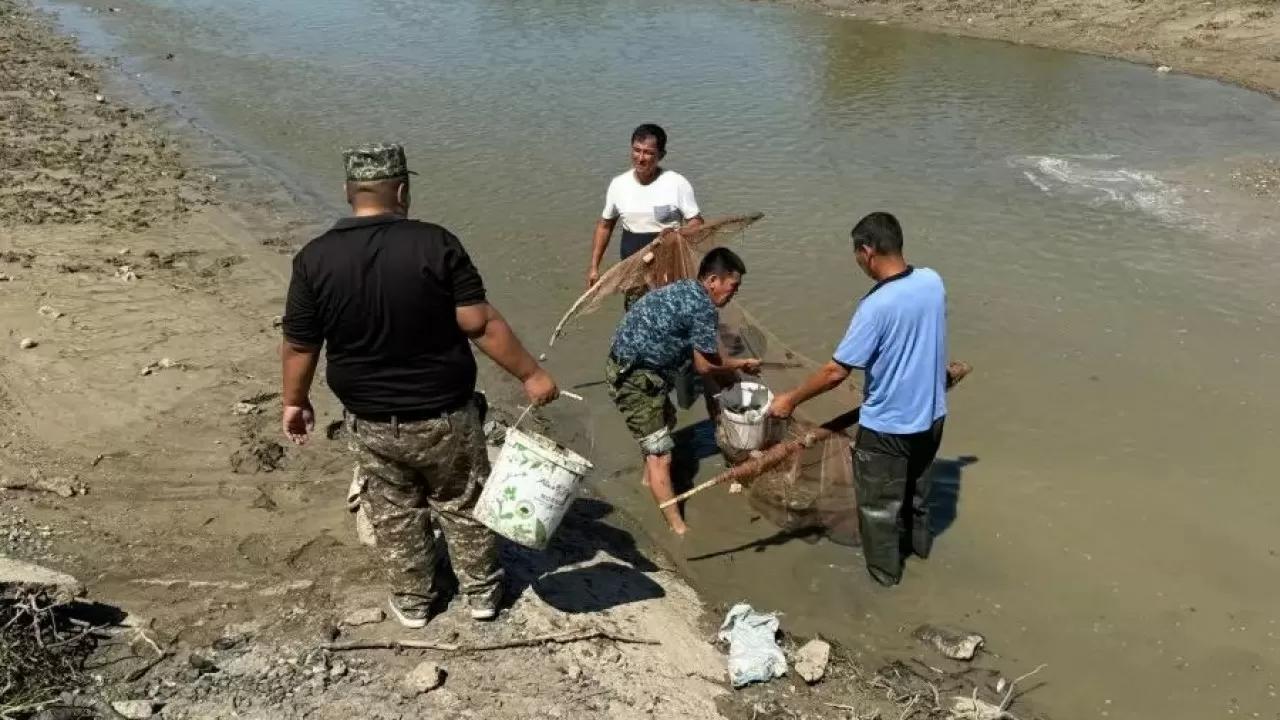 Атырау облысында аптап ыстықтан балықтар қырылып жатыр