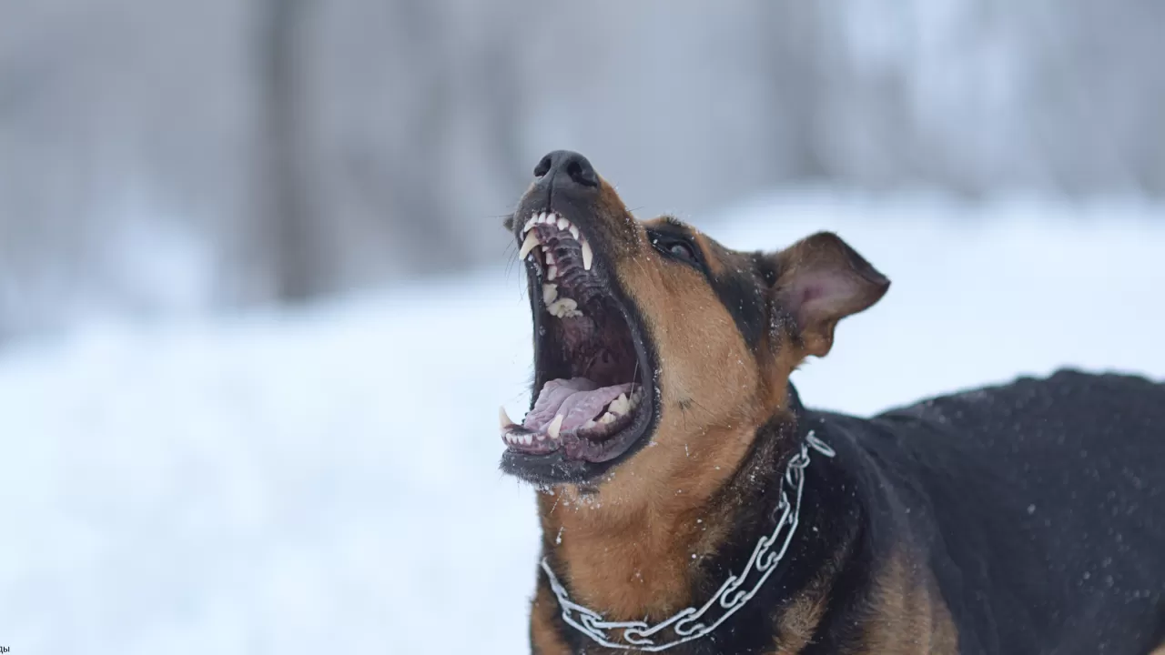 Маңғыстауда жасөспірімді ит талап тастады