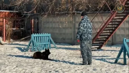 Четвероногие полисмены раскрыли сотни преступлений в Павлодарской области