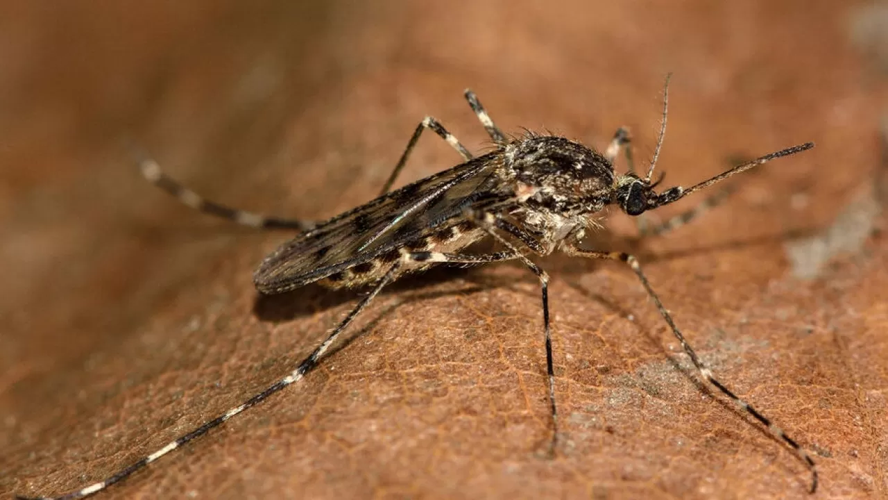 В Исландии впервые обнаружили комаров