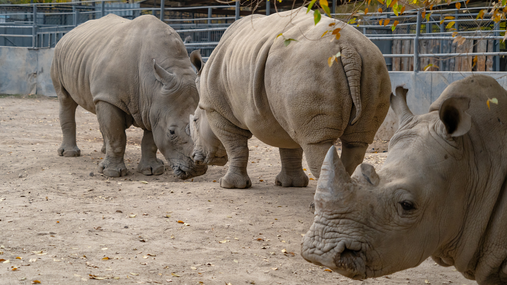 Зоопарк Алматы ждут перемены