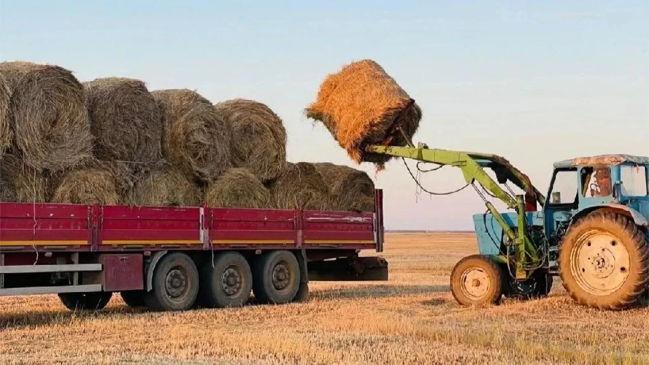 Еліміздің 8 облысы мен 1 қаласында мал азығы 100 пайыз дайын