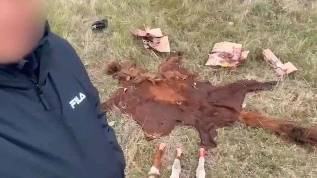 Камеры помогли поймать банду скотокрадов в столице 