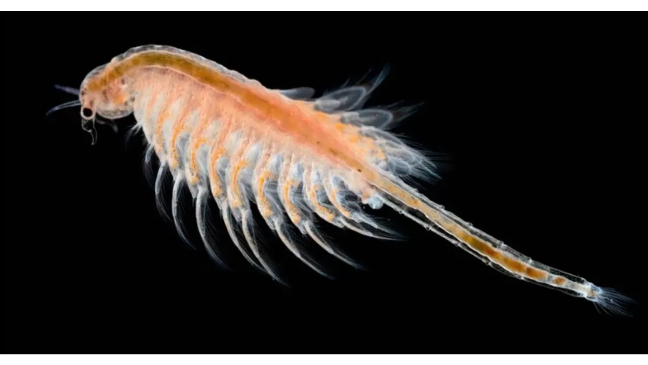 Миниатюрный рачок большого бизнеса: заводу по его переработке дали "добро" в Костанайской области 