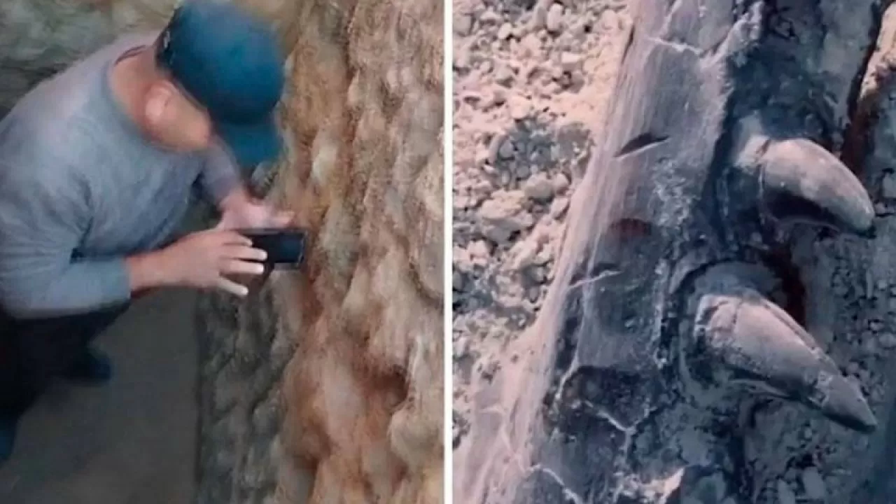 Қазақстанмен шекаралас елде алып динозаврдың сүйегі табылды