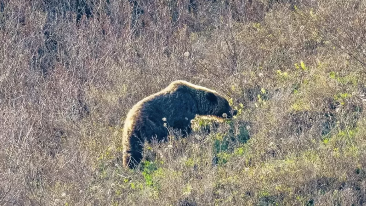 Риддерде жедел топ көшеде жүрген аюларды елді мекеннен алшақтатты